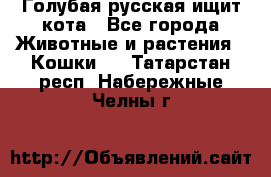 Голубая русская ищит кота - Все города Животные и растения » Кошки   . Татарстан респ.,Набережные Челны г.